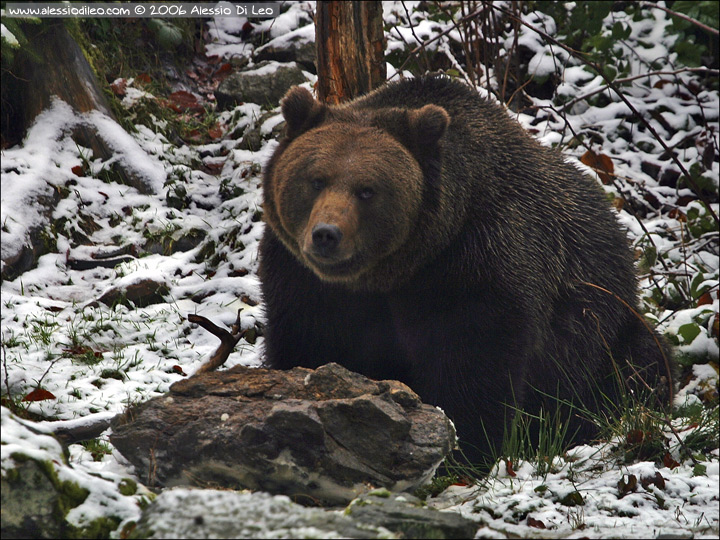 Orso bruno