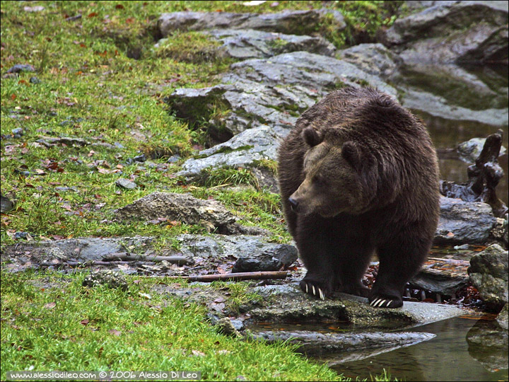 Orso bruno