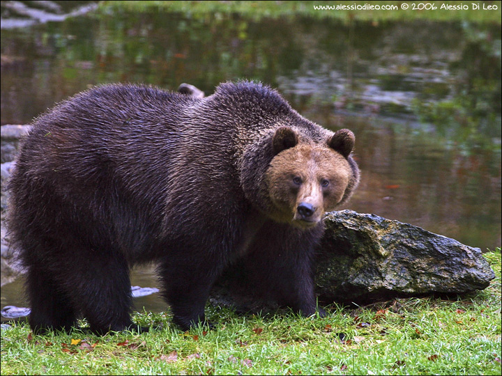 Orso bruno