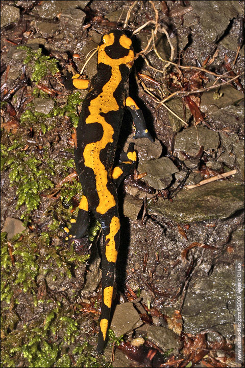 Salamandra-pezzata-1.jpg