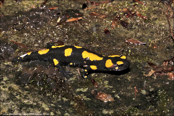 Salamandra-pezzata-2.jpg