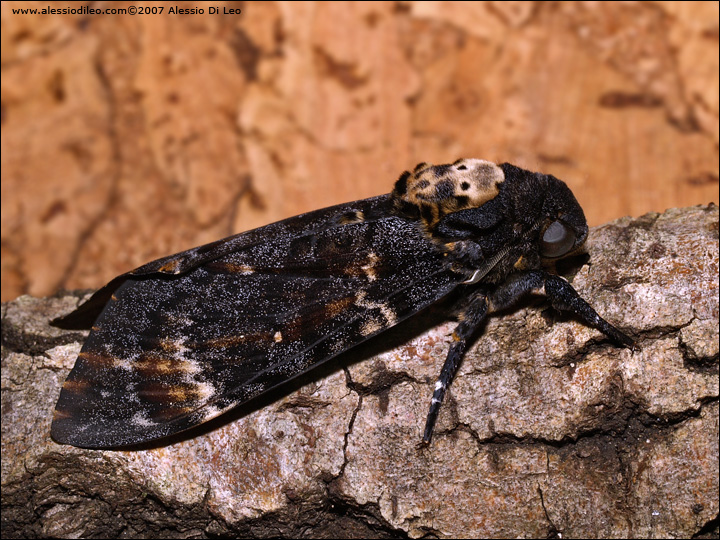 Acherontia atropos, una bella esperienza