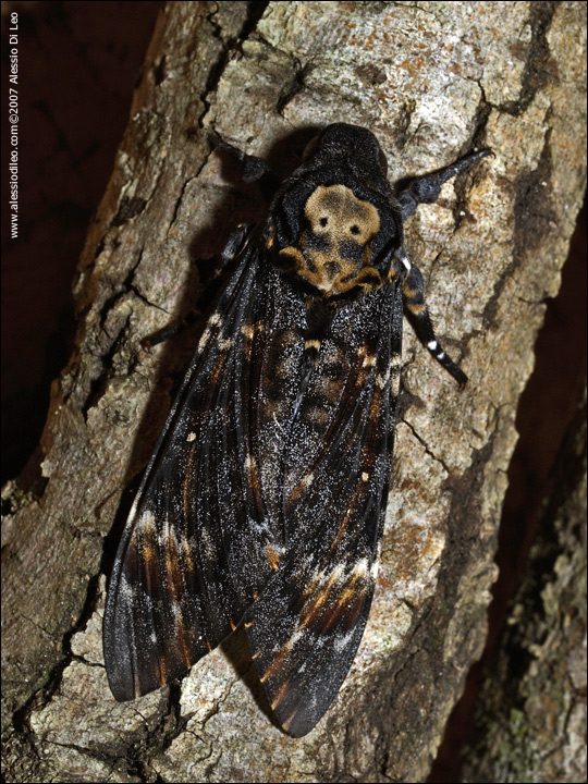 Acherontia atropos, una bella esperienza