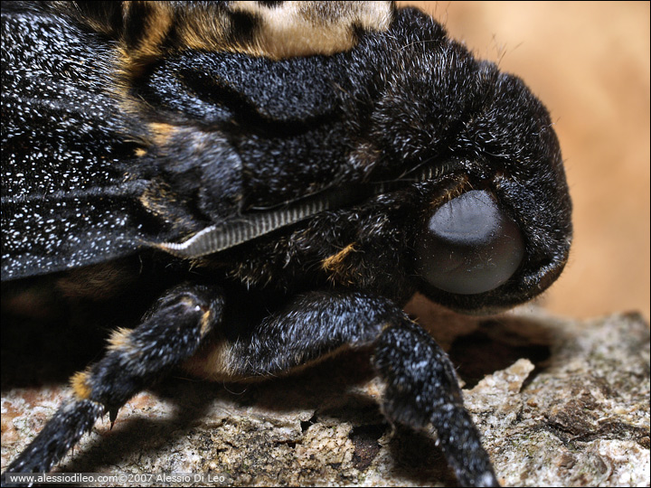 Acherontia atropos, una bella esperienza