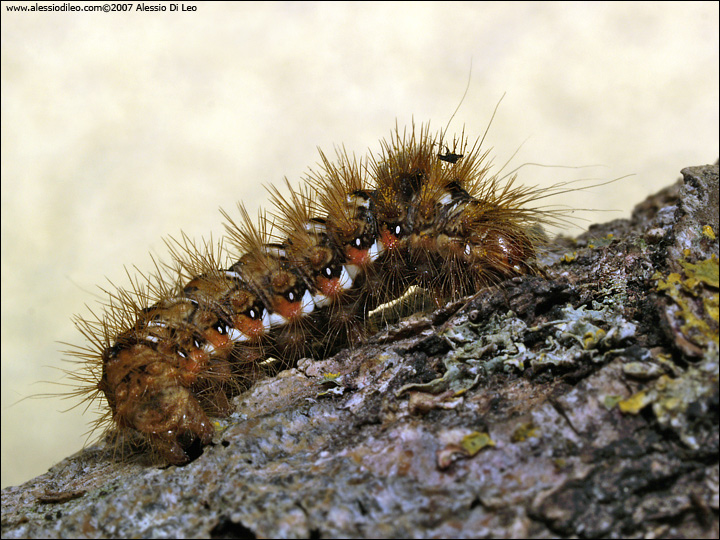 bruco peloso