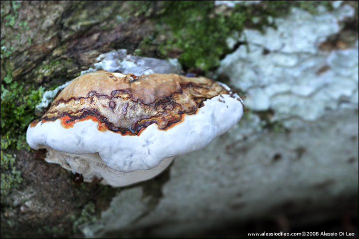 fomitopsis-pinicola-001.jpg