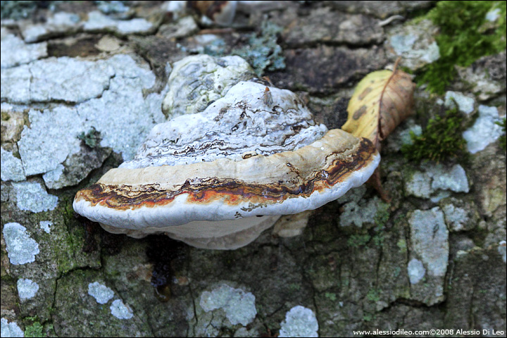 fomitopsis-pinicola-002.jpg