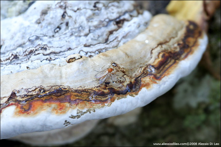 fomitopsis-pinicola-003.jpg