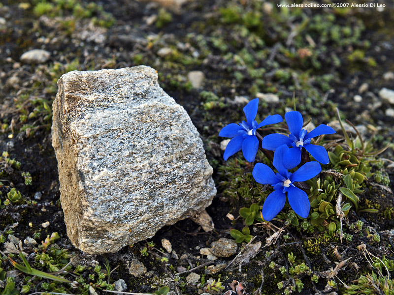 Genziana bavarica