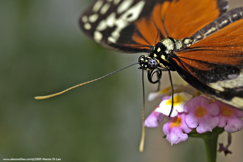 Heliconius hecale