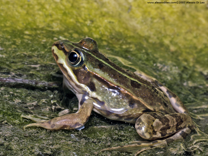 Rana bergeri femmina