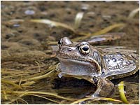 Rana temporaria