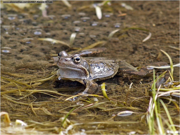 Rana temporaria