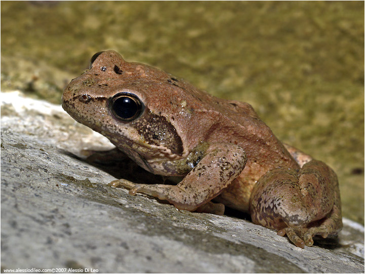 Rana italica