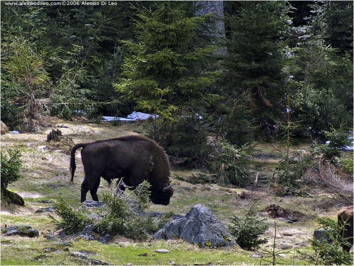 <vuoto>Bisonte europeo [Bison Bonasus]