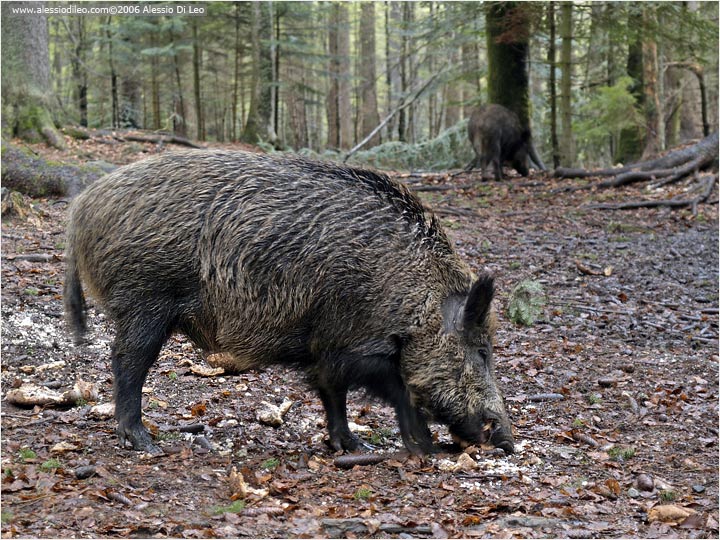 Cinghiale [Sur scrofa]