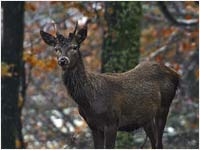 Giovane cervo [Cervus elaphus]