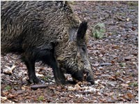 Cinghiale [Sur scrofa]