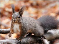 Scoiattolo Rosso [Sciurus vulgaris]