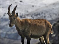 Stambecco [Capra ibex]