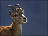 Stambecco [Capra ibex]