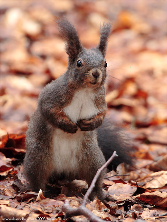 Scoiattolo Rosso [Sciurus vulgaris]