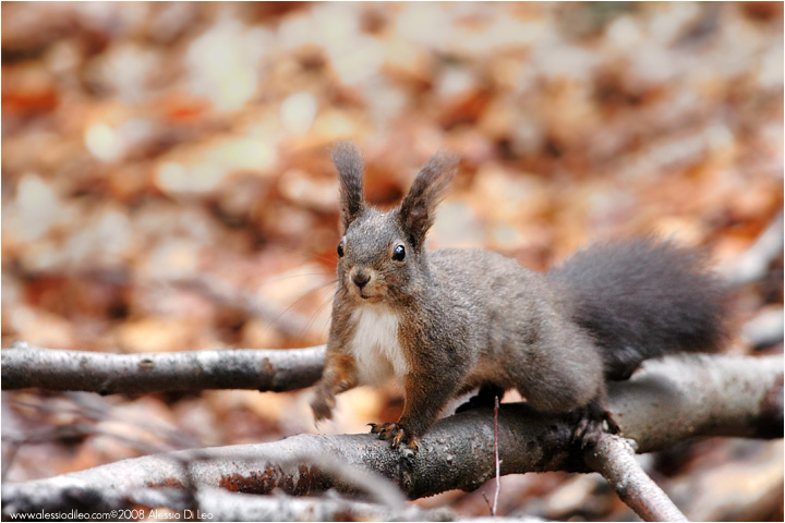 Scoiattolo Rosso [Sciurus vulgaris]