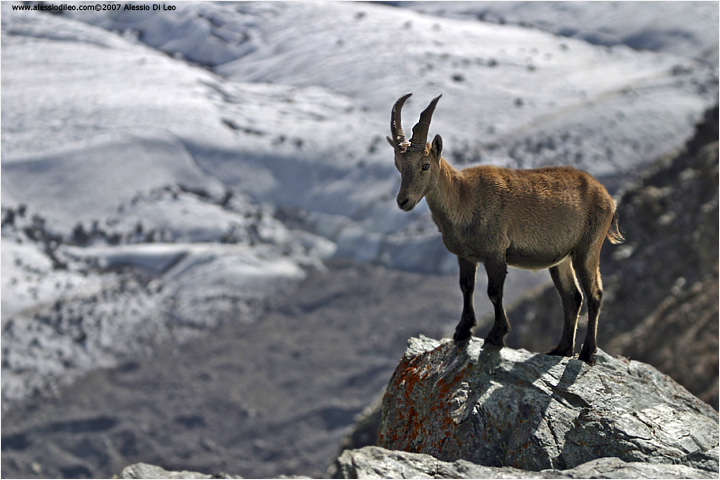 Stambecco [Capra ibex]