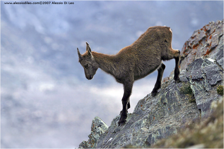 Stambecco [Capra ibex]