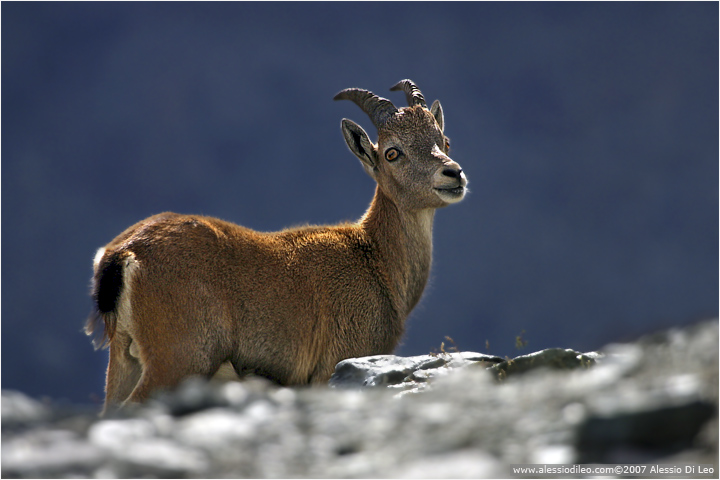 Stambecco [Capra ibex]
