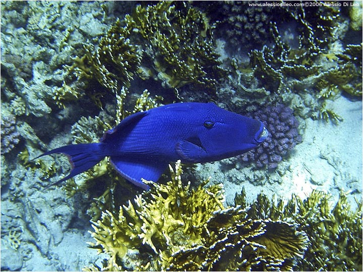 Pesce balestra blu