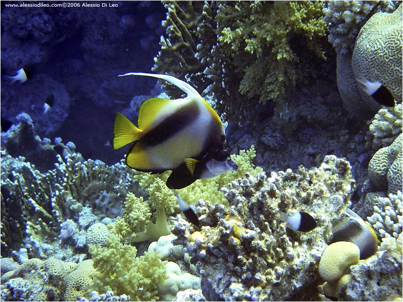 Pesce farfalla bandiera 