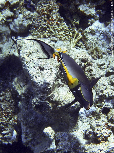 Pesce unicorno arancione