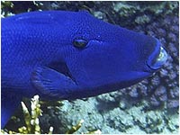 Pesce balestra blu 