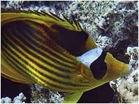 Pesce farfalla