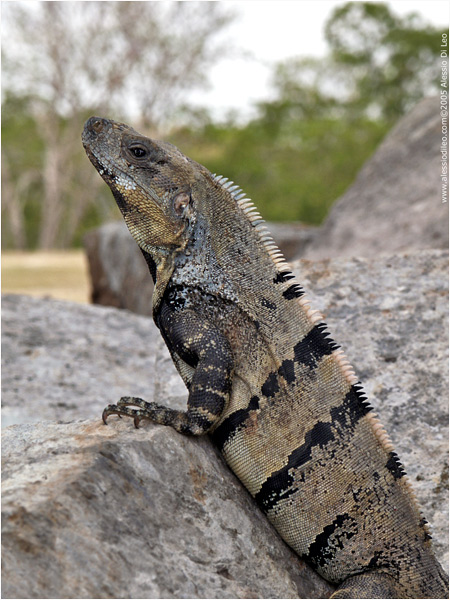 Iguana codaspinosa nera [Ctenosauras similis]