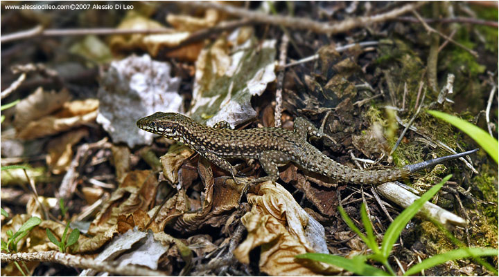 Lucertola muraiola [Podarcis muralis]