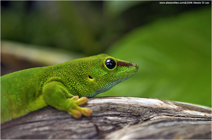 Phelsuma madagascariensis