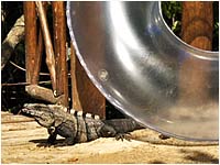 Iguana codaspinosa nera [Ctenosauras similis]