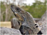 Iguana codaspinosa nera [Ctenosauras similis]