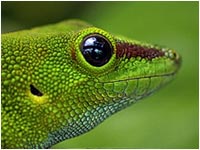 Phelsuma madagascariensis