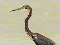 Airone della Luisiana [Egretta tricolor]