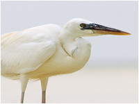 Airone schistaceo [Egretta gularis]