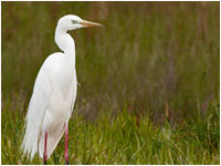 Airone bianco maggiore [Casmerodius alba]