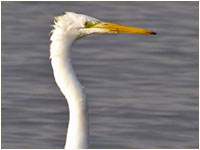 Airone bianco maggiore [Casmerodius alba]