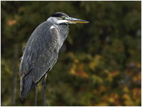 Airone cenerino [Ardea cinerea]