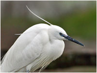 Airone cenerino [Ardea cinerea]