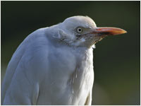 Airone guardabuoi [Bubulcus ibis]