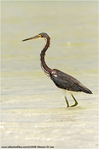 Airone della Luisiana [Egretta tricolor]