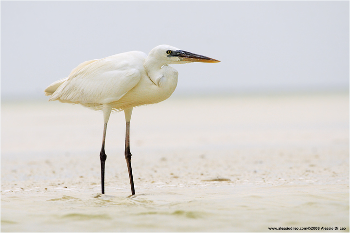 Airone schistaceo [Egretta gularis]